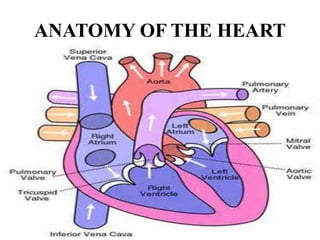 ANATOMY OF THE HEART
 