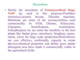 Mycorrhiza
• Mostly the inoculums of Ectomycorrhizal fungi,
VAM are used in this purposes.Pisolithus
tinctorius,Laccaria laccata, Discolea maculata,
Hebeloma are some of the ectomycorrhiza used
commercially. In VAM, Glomus, Scleocystis,
Gigaspora, Scutellospora, Acaulospora,
Entrophospora etc are some the members in the host
plants like Sudan grass, strawberry, Sorghum, maize,
onion, citrus for large scale production.Biofertilizers
are cost effective, ecofriendly, capacity to retain
physico-chemical properties and ability grow plants
absorption area have made it commercially viable in
the agricultural fields.
 