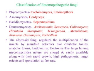 Classification of Entomopathogenic fungi
• Phycomycetes- Coelomomyces, Entomopthora
• Ascomycetes- Cordyceps
• Basidiomycetes- Septomasidium
• Deuteromycetes- Ascherosonia, Beauveria, Culinomyces,
Hirsutella thompsonii, H.longicolla, Metarhizium,
Nomurea, Pecliomyces, Verticillum
• The aforesaid fungi regulates the multiplication of the
insects by manifold activities like catabolic toxins,
anabolic toxins, Endotoxins, Exotoxins.The fungi having
mycoinsectiides nature are cheap[ & easily available
along with their rapid growth, high pathogenesis, target
orients and sporulation at fast rate.
 
