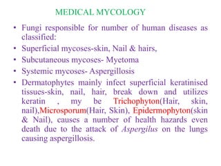 MEDICAL MYCOLOGY
• Fungi responsible for number of human diseases as
classified:
• Superficial mycoses-skin, Nail & hairs,
• Subcutaneous mycoses- Myetoma
• Systemic mycoses- Aspergillosis
• Dermatophytes mainly infect superficial keratinised
tissues-skin, nail, hair, break down and utilizes
keratin , my be Trichophyton(Hair, skin,
nail),Microsporum(Hair, Skin), Epidermophyton(skin
& Nail), causes a number of health hazards even
death due to the attack of Aspergilus on the lungs
causing aspergillosis.
 
