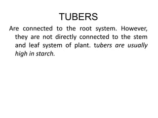 TUBERS
Are connected to the root system. However,
they are not directly connected to the stem
and leaf system of plant. tubers are usually
high in starch.
 