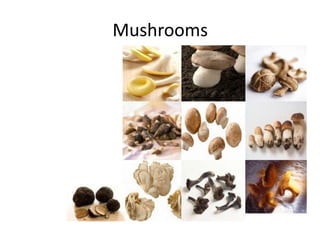 Mushrooms
Portabello
Button mushroom
Chanterelle
Porcini
Morel
Oyster mushroom
Straw mushroom
Enoki
Shitake
 