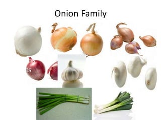 Onion Family
Bulb onions
Garlic
Leeks
Scallions
Shallots
 