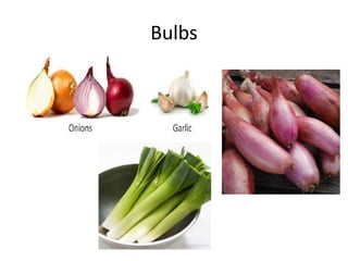 Bulbs
 