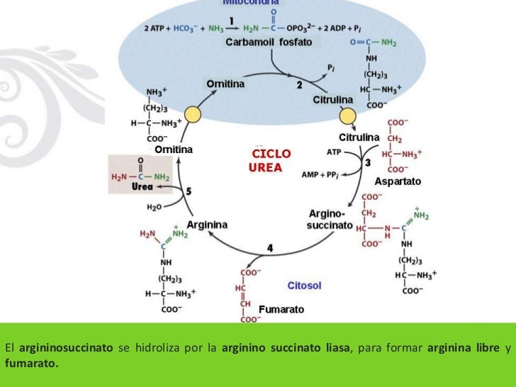 Cíclo de la urea y su relación con