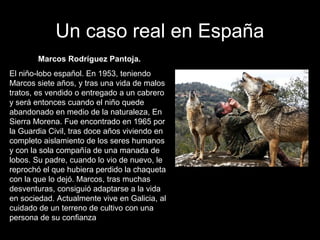 Un caso real en España
        Marcos Rodríguez Pantoja.
El niño-lobo español. En 1953, teniendo
Marcos siete años, y tras una vida de malos
tratos, es vendido o entregado a un cabrero
y será entonces cuando el niño quede
abandonado en medio de la naturaleza, En
Sierra Morena. Fue encontrado en 1965 por
la Guardia Civil, tras doce años viviendo en
completo aislamiento de los seres humanos
y con la sola compañía de una manada de
lobos. Su padre, cuando lo vio de nuevo, le
reprochó el que hubiera perdido la chaqueta
con la que lo dejó. Marcos, tras muchas
desventuras, consiguió adaptarse a la vida
en sociedad. Actualmente vive en Galicia, al
cuidado de un terreno de cultivo con una
persona de su confianza
 