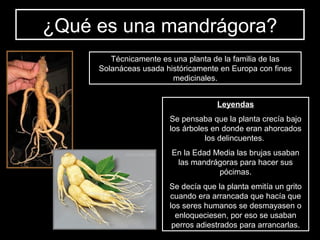 ¿Qué es una mandrágora?
        Técnicamente es una planta de la familia de las
     Solanáceas usada históricamente en Europa con fines
                        medicinales.


                                    Leyendas
                       Se pensaba que la planta crecía bajo
                       los árboles en donde eran ahorcados
                                 los delincuentes.
                        En la Edad Media las brujas usaban
                         las mandrágoras para hacer sus
                                    pócimas.
                       Se decía que la planta emitía un grito
                       cuando era arrancada que hacía que
                       los seres humanos se desmayasen o
                         enloqueciesen, por eso se usaban
                        perros adiestrados para arrancarlas.
 