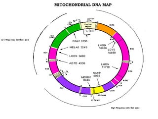 MITOCHONDRIAL DNA MAP
 