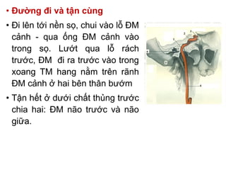 Comprehensive Anatomy of Major Blood Vessels in the Circulatory System ...