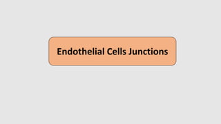 Endothelial Cells Junctions
 