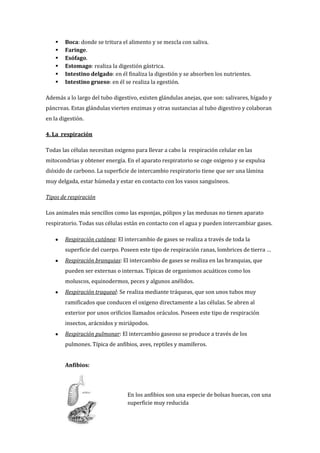    Boca: donde se tritura el alimento y se mezcla con saliva.
       Faringe.
       Esófago.
       Estomago: realiza la digestión gástrica.
       Intestino delgado: en él finaliza la digestión y se absorben los nutrientes.
       Intestino grueso: en él se realiza la egestión.

Además a lo largo del tubo digestivo, existen glándulas anejas, que son: salivares, hígado y
páncreas. Estas glándulas vierten enzimas y otras sustancias al tubo digestivo y colaboran
en la digestión.

4. La respiración

Todas las células necesitan oxigeno para llevar a cabo la respiración celular en las
mitocondrias y obtener energía. En el aparato respiratorio se coge oxigeno y se expulsa
dióxido de carbono. La superficie de intercambio respiratorio tiene que ser una lámina
muy delgada, estar húmeda y estar en contacto con los vasos sanguíneos.

Tipos de respiración

Los animales más sencillos como las esponjas, pólipos y las medusas no tienen aparato
respiratorio. Todas sus células están en contacto con el agua y pueden intercambiar gases.

        Respiración cutánea: El intercambio de gases se realiza a través de toda la
        superficie del cuerpo. Poseen este tipo de respiración ranas, lombrices de tierra …
        Respiración branquias: El intercambio de gases se realiza en las branquias, que
        pueden ser externas o internas. Típicas de organismos acuáticos como los
        moluscos, equinodermos, peces y algunos anélidos.
        Respiración traqueal: Se realiza mediante tráqueas, que son unos tubos muy
        ramificados que conducen el oxigeno directamente a las células. Se abren al
        exterior por unos orificios llamados oráculos. Poseen este tipo de respiración
        insectos, arácnidos y miriápodos.
        Respiración pulmonar: El intercambio gaseoso se produce a través de los
        pulmones. Típica de anfibios, aves, reptiles y mamíferos.


        Anfibios:




                                 En los anfibios son una especie de bolsas huecas, con una
                                 superficie muy reducida
 