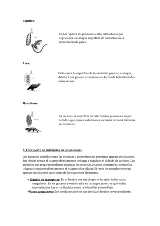 Reptiles:



                             En los reptiles los pulmones están tabicados lo que
                             representa una mayor superficie de contacto con el
                             intercambio de gases.




Aves:


                            En las aves, la superficie de intercambio gaseoso es mayor,
                            debido a que poseen extensiones en forma de bolsa llamadas
                            sacos aéreos.




Mamíferos:



                            En las aves, la superficie de intercambio gaseoso es mayor,
                            debido a que poseen extensiones en forma de bolsa llamadas
                            sacos aéreos.




5. Transporte de sustancias en los animales

Los animales sencillos como las esponjas o celentéreos no necesitan aparato circulatorio.
Sus células toman el oxigeno directamente del agua y expulsan el dióxido de carbono. Los
animales que respiran mediante tráqueas no necesitan aparato circulatorio, porque las
tráqueas conducen directamente el oxigeno a las células. El resto de animales tiene un
aparato circulatorio, que consta de los siguientes elementos.

     Liquido de transporte: Es el liquido que circula por el interior de los vasos
       sanguíneos. En los gusanos y vertebrados es la sangre, mientras que en los
       invertebrados hay otros líquidos como la hidrolinfa y hemolinfa.
     Vasos sanguíneos: Son conductos por los que circula el liquido correspondiente.
 