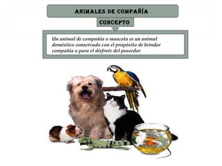 ANIMALES DE COMpAñíA
                    CONCEpTO

Un animal de compañía o mascota es un animal
doméstico conservado con el propósito de brindar
compañía o para el disfrute del poseedor
 