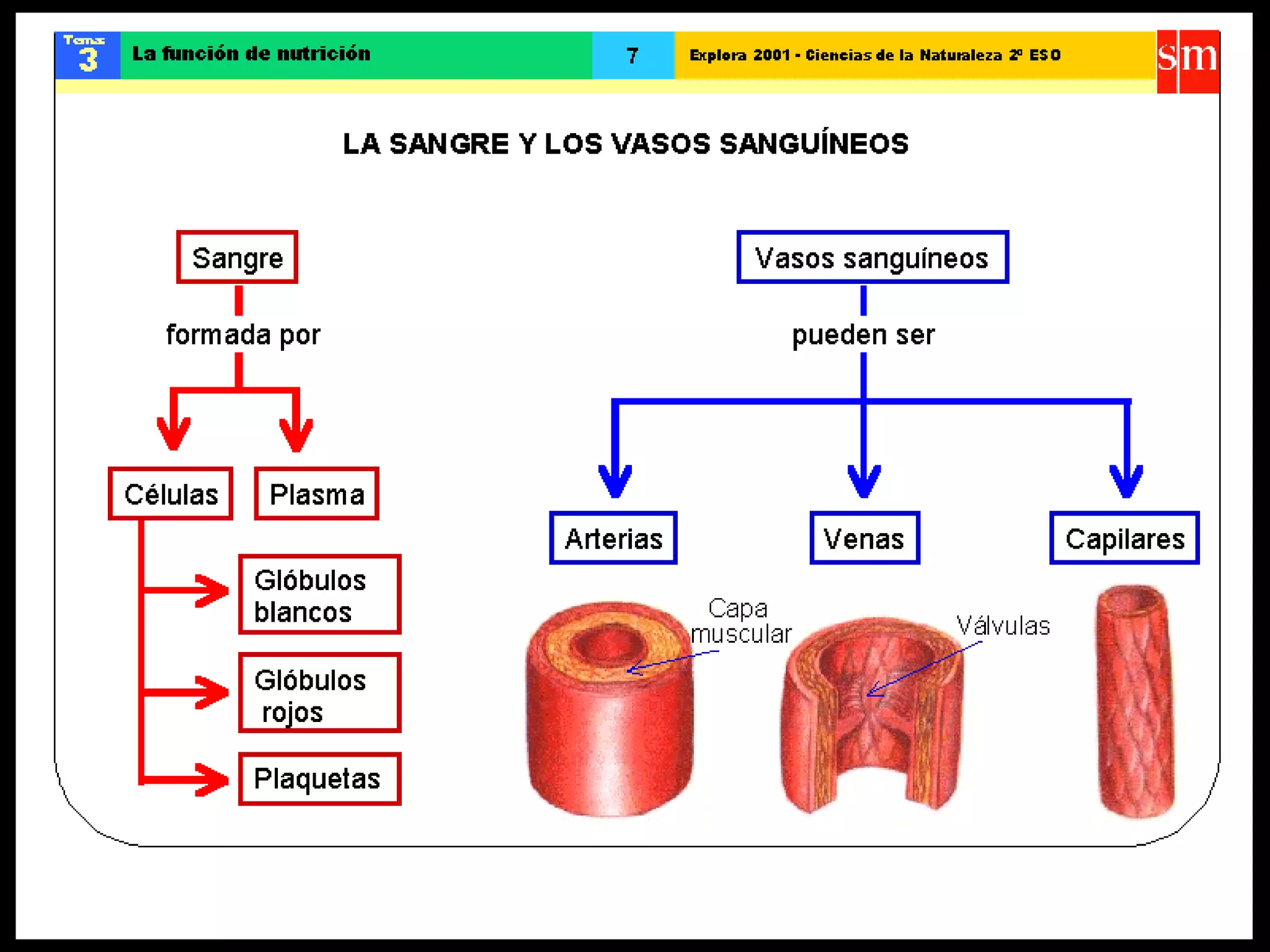 Ccnn la funcion de nutricion