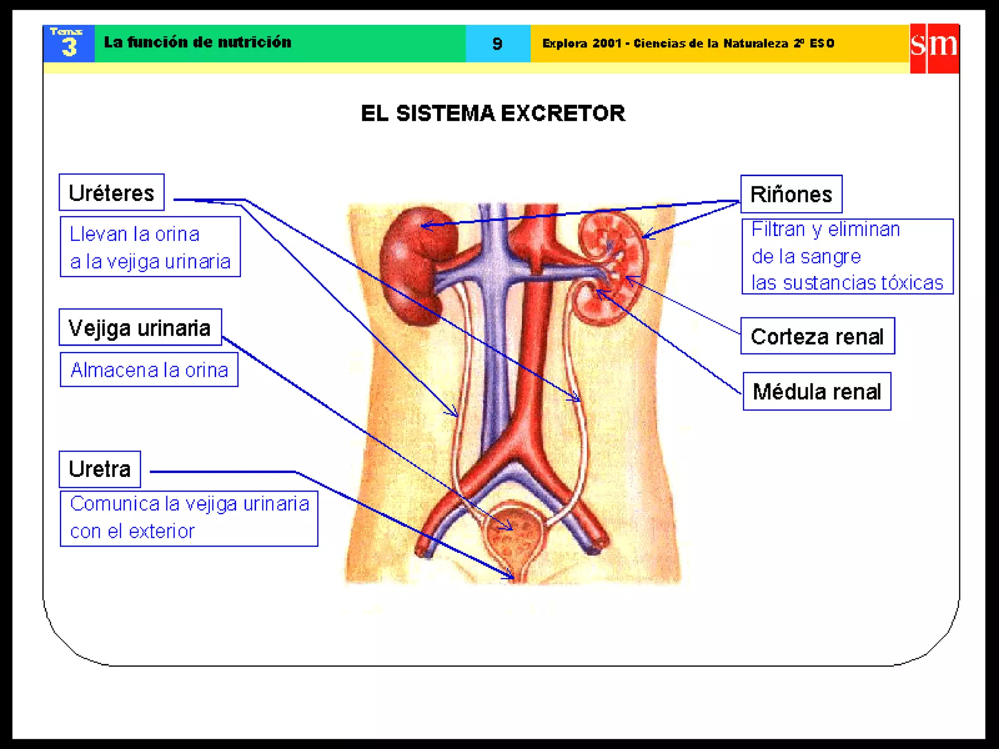Ccnn la funcion de nutricion