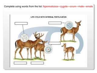 Complete using words from the list:  fspermatozoa—zygote—ovum—male—emale 