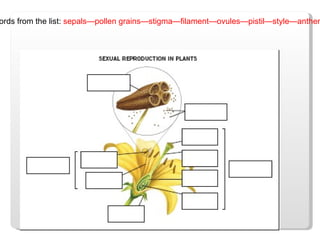 Complete using words from the list:  sepals—pollen grains—stigma—filament—ovules—pistil—style—anther—ovary—stamen. 