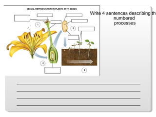 _________________________________________________________ _________________________________________________________ _________________________________________________________ _________________________________________________________ Write 4 sentences describing the  numbered  processes 