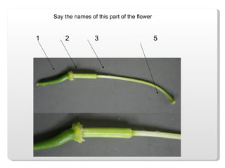Say the names of this part of the flower 1 2 5 3 