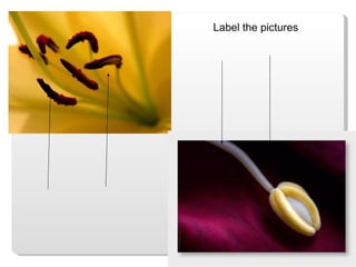 Label the pictures 
