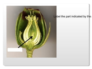 Label the part indicated by the arrow 