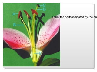 Label the parts indicated by the arrows 