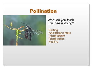 What do you think this bee is doing? Resting Waiting for a mate Taking nectar Taking pollen Nothing Pollination 
