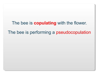 The bee is  copulating  with the flower. The bee is performing a  pseudocopulation 