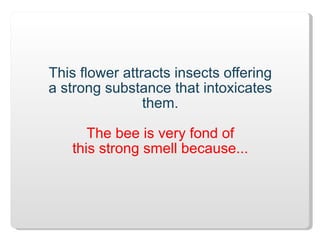 This flower attracts insects offering a strong substance that intoxicates them. The bee is very fond of this strong smell because... 