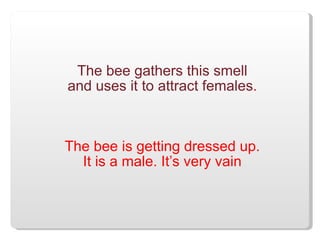 The bee gathers this smell and uses it to attract females . The bee is getting dressed up. It is a male. It’s very vain 