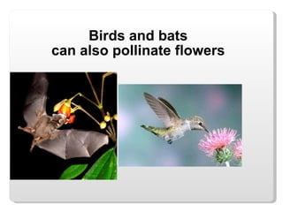 Birds and bats can also pollinate flowers 