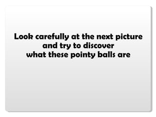 Look carefully at the next picture and try to discover what these pointy balls are 