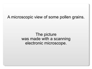 A microscopic view of some pollen grains. The picture was made with a scanning electronic microscope. 