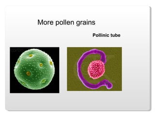 More pollen grains Pollinic tube 