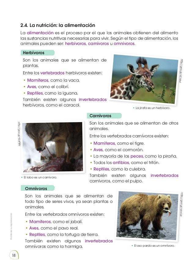 El Oso Es Carnivoro O Herviboro
