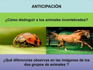 ANTICIPACIÓN
¿Cómo distinguir a los animales invertebrados?
¿Qué diferencias observas en las imágenes de los
dos grupos de animales ?
 