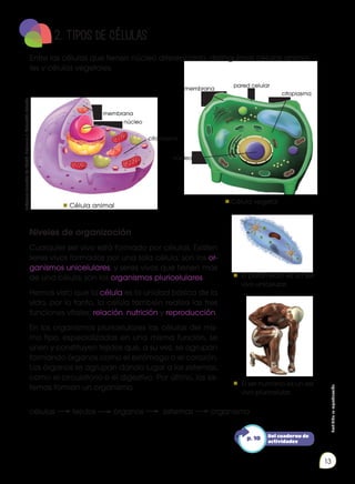 Prohibida
su
reproducción
13
Niveles de organización
Cualquier ser vivo está formado por células. Existen
seres vivos formados por una sola célula; son los or-
ganismos unicelulares; y seres vivos que tienen más
de una célula; son los organismos pluricelulares.
Hemos visto que la célula es la unidad básica de la
vida, por lo tanto, la célula también realiza las tres
funciones vitales: relación, nutrición y reproducción.
En los organismos pluricelulares las células del mis-
mo tipo, especializadas en una misma función, se
unen y constituyen tejidos que, a su vez, se agrupan
formando órganos como el estómago o el corazón.
Los órganos se agrupan dando lugar a los sistemas,
como el circulatorio o el digestivo. Por último, los sis-
temas forman un organismo.
2. TIPOS DE CÉLULAS
Entre las células que tienen núcleo diferenciado, distinguimos células anima-
les y células vegetales.
núcleo
citoplasma
membrana
núcleo
citoplasma
pared celular
membrana
Célula animal
Célula vegetal
El paramecio es un ser
vivo unicelular.
El ser humano es un ser
vivo pluricelular.
Del cuaderno de
actividades
p. 10
células tejidos órganos sistemas organismo
Imágenes
tomadas
de
Edebé.
Naturales
7.
Colección
Talentia.
 
