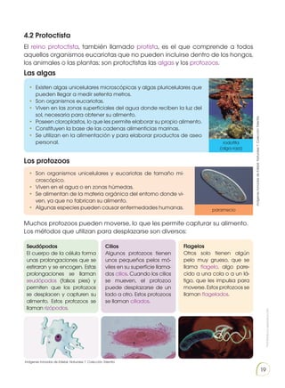 Prohibida
su
reproducción
19
•	 Existen algas unicelulares microscópicas y algas pluricelulares que
pueden llegar a medir setenta metros.
•	 Son organismos eucariotas.
•	 Viven en las zonas superficiales del agua donde reciben la luz del
sol, necesaria para obtener su alimento.
•	 Poseen cloroplastos, lo que les permite elaborar su propio alimento.
•	 Constituyen la base de las cadenas alimenticias marinas.
•	 Se utilizan en la alimentación y para elaborar productos de aseo
personal.
•	 Son organismos unicelulares y eucariotas de tamaño mi-
croscópico.
•	 Viven en el agua o en zonas húmedas.
•	 Se alimentan de la materia orgánica del entorno donde vi-
ven, ya que no fabrican su alimento.
•	 Algunas especies pueden causar enfermedades humanas.
Seudópodos
El cuerpo de la célula forma
unas prolongaciones que se
estiraran y se encogen. Estas
prolongaciones se llaman
seudópodos (falsos pies) y
permiten que los protozoos
se desplacen y capturen su
alimento. Estos protozoos se
llaman rizópodos.
Cilios
Algunos protozoos tienen
unos pequeños pelos mó-
viles en su superficie llama-
dos cilios. Cuando los cilios
se mueven, el protozoo
puede desplazarse de un
lado a otro. Estos protozoos
se llaman ciliados.
Flagelos
Otros solo tienen algún
pelo muy grueso, que se
llama flagelo, algo pare-
cido a una cola o a un lá-
tigo, que les impulsa para
moverse. Estos protozoos se
llaman flagelados.
4.2 Protoctista
El reino protoctista, también llamado protista, es el que comprende a todos
aquellos organismos eucariotas que no pueden incluirse dentro de los hongos,
los animales o las plantas; son protoctistas las algas y los protozoos.
Muchos protozoos pueden moverse, lo que les permite capturar su alimento.
Los métodos que utilizan para desplazarse son diversos:
Las algas
Los protozoos
rodofita
(alga roja)
paramecio
Imágenes
tomadas
de
Edebé.
Naturales
7.
Colección
Talentia.
Imágenes tomadas de Edebé. Naturales 7. Colección Talentia.
 