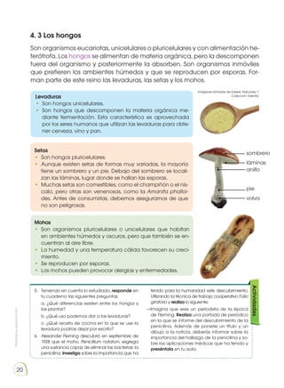 Prohibida
su
reproducción
20
Levaduras
•	 Son hongos unicelulares.
•	 Son hongos que descomponen la materia orgánica me-
diante fermentación. Esta característica es aprovechada
por los seres humanos que utilizan las levaduras para obte-
ner cerveza, vino y pan.
Setas
•	 Son hongos pluricelulares.
•	 Aunque existen setas de formas muy variadas, la mayoría
tiene un sombrero y un pie. Debajo del sombrero se locali-
zan las láminas, lugar donde se hallan las esporas.
•	 Muchas setas son comestibles, como el champiñón o el nís-
calo, pero otras son venenosas, como la Amanita phalloi-
des. Antes de consumirlas, debemos asegurarnos de que
no son peligrosas.
Mohos
•	 Son organismos pluricelulares o unicelulares que habitan
en ambientes húmedos y oscuros, pero que también se en-
cuentran al aire libre.
•	 La humedad y una temperatura cálida favorecen su creci-
miento.
•	 Se reproducen por esporas.
•	 Los mohos pueden provocar alergias y enfermedades.
4. 3 Los hongos
Son organismos eucariotas, unicelulares o pluricelulares y con alimentación he-
terótrofa. Los hongos se alimentan de materia orgánica, pero la descomponen
fuera del organismo y posteriormente la absorben. Son organismos inmóviles
que prefieren los ambientes húmedos y que se reproducen por esporas. For-
man parte de este reino las levaduras, las setas y los mohos.
5.	 Teniendo en cuenta lo estudiado, responde en
tu cuaderno las siguientes preguntas:
	a. ¿Qué diferencias existen entre los hongos y
las plantas?
	b. ¿Qué uso podemos dar a las levaduras?
	c. ¿Qué receta de cocina en la que se use la
levadura podrías dejar por escrito?
6.	 Alexander Fleming descubrió en septiembre de
1928 que el moho, Penicillium notatum, segrega
una sustancia capaz de eliminar las bacterias: la
penicilina. Investiga sobre la importancia que ha
tenido para la humanidad este descubrimiento.
Utilizando la técnica de trabajo cooperativo Folio
giratorio y realiza lo siguiente:
—Imagina que eres un periodista de la época
de Fleming. Realiza una portada de periódico
en la que se informe del descubrimiento de la
penicilina. Además de ponerle un título y un
dibujo a la noticia, deberás informar sobre la
importancia del hallazgo de la penicilina y so-
bre las aplicaciones médicas que ha tenido y
preséntala en tu aula.
Actividades
sombrero
láminas
anillo
pie
volva
Imágenes tomadas de Edebé. Naturales 7.
Colección Talentia.
 