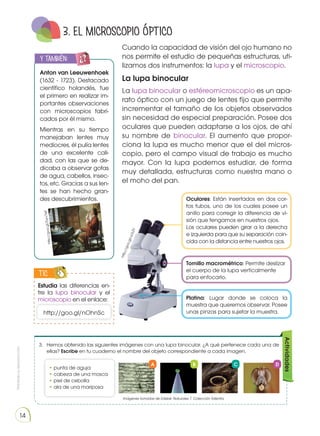 Prohibida
su
reproducción
14
ht
tp
://
go
o.
gl
/2
w
v7
eF
Anton van Leeuwenhoek
(1632 - 1723). Destacado
científico holandés, fue
el primero en realizar im-
portantes observaciones
con microscopios fabri-
cados por él mismo.
Mientras en su tiempo
manejaban lentes muy
mediocres, él pulía lentes
de una excelente cali-
dad, con las que se de-
dicaba a observar gotas
de agua, cabellos, insec-
tos, etc. Gracias a sus len-
tes se han hecho gran-
des descubrimientos.
y también:
E
N
G
R
UPO
Y
T
A
M
B
IÉN:
T
I
C
S
R
E
C
O
R
T
A
BLES
C
A
L
C
U
L
A
DORA
Cuando la capacidad de visión del ojo humano no
nos permite el estudio de pequeñas estructuras, uti-
lizamos dos instrumentos: la lupa y el microscopio.
La lupa binocular
La lupa binocular o estéreomicroscopio es un apa-
rato óptico con un juego de lentes fijo que permite
incrementar el tamaño de los objetos observados
sin necesidad de especial preparación. Posee dos
oculares que pueden adaptarse a los ojos, de ahí
su nombre de binocular. El aumento que propor-
ciona la lupa es mucho menor que el del micros-
copio, pero el campo visual de trabajo es mucho
mayor. Con la lupa podemos estudiar, de forma
muy detallada, estructuras como nuestra mano o
el moho del pan.
Estudia las diferencias en-
tre la lupa binocular y el
microscopio en el enlace:
TIC
E
N
G
R
UPO
Y
T
A
M
B
IÉN
T
I
C
S
R
E
C
O
R
T
A
BLES
C
A
L
C
U
L
A
DORA
http://goo.gl/nOhnSc
3.	 Hemos obtenido las siguientes imágenes con una lupa binocular. ¿A qué pertenece cada una de
ellas? Escribe en tu cuaderno el nombre del objeto correspondiente a cada imagen.
• punta de aguja
• cabeza de una mosca
• piel de cebolla
• ala de una mariposa
Oculares: Están insertados en dos cor-
tos tubos, uno de los cuales posee un
anillo para corregir la diferencia de vi-
sión que tengamos en nuestros ojos.
Los oculares pueden girar a la derecha
e izquierda para que su separación coin-
cida con la distancia entre nuestros ojos.
3. EL MICROSCOPIO ÓPTICO
Tornillo macrométrico: Permite deslizar
el cuerpo de la lupa verticalmente
para enfocarlo.
Platina: Lugar donde se coloca la
muestra que queremos observar. Posee
unas pinzas para sujetar la muestra.
A B C D
Actividades
h
t
t
p
:
/
/
g
o
o
.
g
l
/
u
L
I
L
Z
Y
Imágenes tomadas de Edebé. Naturales 7. Colección Talentia.
 