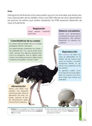 Prohibida
su
reproducción
25
Reproducción
Son ovíparas, es decir, las
crías se desarrollan en el
interior de los huevos que
pone la madre y cuando
eclosionan tienen un as-
pecto muy parecido al de
los adultos.
En general, suelen cons-
truir nidos en los que depo-
sitan los huevos y los incu-
ban hasta que nacen sus
polluelos.
Aves
Distinguimos fácilmente a las aves puesto que son los animales que tienen plu-
mas. Descienden de los reptiles. Hace unos 200 millones de años desarrollaron
las plumas. Se estima que existen alrededor de 9700 especies diferentes de
aves actualmente.
Características de su cuerpo
Su cuerpo está recubierto de plumas para
protegerse del frío y del agua.
Sus extremidades posteriores son patas y
las anteriores son alas, que le sirven para
volar, aunque hay algunas excepciones,
como los pingüinos, que la utilizan para
nadar o los avestruces que la utilizan para
mantener el equilibrio cuando corren.
Respiración
Todas respiran mediante
pulmones.
Sistema circulatorio
Tienen una temperatura
constante aunque varíe la
temperatura del exterior.
Presentan un sistema cir-
culatorio.
Alimentación
Tienen una dieta muy
variada: hay especies
carnívoras pero otras se
alimentan de fruta, ce-
reales, insectos; el tipo
de alimentación deter-
mina la forma del pico.
11.	Elabora en tu cuaderno un mapa conceptual
sobre las características de las aves y presénta-
las en tu aula.
12.	¿Por qué razón crees que las aves poseen plu-
mas y sus huesos son huecos? Deduce la res-
puesta por ti mismo.
Actividades
Edebé. Naturales 7. Colección
T
a
l
e
n
t
i
a
.
Edebé. Naturales 7. Colección Talenti
a
.
 