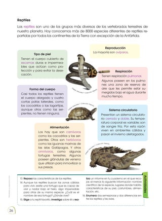 Prohibida
su
reproducción
26
Reptiles
Los reptiles son uno de los grupos más diversos de los vertebrados terrestres de
nuestro planeta. Hoy conocemos más de 8000 especies diferentes de reptiles re-
partidas por todos los continentes de la Tierra con excepción de la Antártida.
Tipo de piel
Tienen el cuerpo cubierto de
escamas duras e impermea-
bles que actúan como pro-
tección y para evitar la dese-
cación.
Respiración
Tienen respiración pulmonar.
Algunos poseen en los pulmo-
nes una zona de reserva de
aire que les permite estar su-
mergidos bajo el agua durante
mucho tiempo.
Reproducción
La mayoría son ovíparos.
Forma del cuerpo
Casi todos los reptiles tienen
el cuerpo alargado y cuatro
cortas patas laterales, como
los cocodrilos o las lagartijas,
aunque otros como las ser-
pientes, no tienen ninguna.
Alimentación
Los hay que son carnívoros
como los cocodrilos y las ser-
pientes. Otros son herbívoros
como las iguanas marinas de
las islas Galápagos. Y otros
omnívoros, como algunas
tortugas terrestres. Algunos
poseen glándulas de veneno
que utilizan para inmovilizar a
sus presas.
Sistema circulatorio
Presentan un sistema circulato-
rio cerrado y doble. Su tempe-
ratura corporal es variable; son
de sangre fría. Por esta razón
viven en ambientes cálidos y
pasan el invierno aletargados.
13.	Repasa las características de los reptiles.
14.	Aunque los reptiles buscan las zonas cálidas
para vivir, existe una tortuga que es capaz de
vivir y nadar bajo el hielo, algo impensable
para otras de su misma especie. ¿Cuál es el
nombre de esa tortuga? ¿Dónde vive?
15.	Elige a tu reptil favorito, investiga sobre él y rea-
liza un informe en tu cuaderno en el que reco-
jas al menos la siguiente información: nombre
científico de la especie, lugares donde habita,
características de su piel, costumbres, alimen-
tación, etc.
16.	Enumera dos semejanzas y dos diferencias en-
tre los reptiles y las aves.
Actividades
Edebé. Naturales 7. Colección Talentia.
Edebé. Naturales 7. Colección Talentia.
E
d
e
b
é
.
N
aturales 7. Colección Talentia.
 