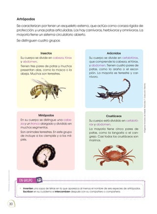 Prohibida
su
reproducción
30
Artrópodos
Se caracterizan por tener un esqueleto externo, que actúa como coraza rígida de
protección, y unas patas articuladas. Los hay carnívoros, herbívoros y omnívoros. La
mayoría tiene un sistema circulatorio abierto.
Se distinguen cuatro grupos:
Crustáceos
Su cuerpo está dividido en cefalotó-
rax y abdomen.
La mayoría tiene cinco pares de
patas, como la langosta o el can-
grejo. Casi todos los crustáceos son
marinos.
Miriápodos
En su cuerpo se distingue una cabe-
za y un tronco alargado y dividido en
muchos segmentos.
Son animales terrestres. En este grupo
de incluye a los ciempiés y a los mil-
piés.
Insectos
Su cuerpo se divide en cabeza, tórax
y abdomen.
Tienen tres pares de patas y muchos
presentan alas, como la mosca o la
abeja. Muchos son terrestres.
Arácnidos
Su cuerpo se divide en cefalotórax,
que comprende la cabeza, el tórax,
y abdomen. Tienen cuatro pares de
patas, como la araña o el escor-
pión. La mayoría es terrestre y car-
nívoro.
•	 Inventen una sopa de letras en la que aparezca al menos el nombre de seis especies de artrópodos.
Escriban en su cuaderno e intercambien después con su compañero o compañera.
en grupo
E
N
G
R
UPO
Y
T
A
M
B
IÉN
T
I
C
S
R
E
C
O
R
T
A
BLES
C
A
L
C
U
L
A
DORA
Imágenes
tomadas
de
Edebé.
Naturales
7.
Colección
Talentia.
 