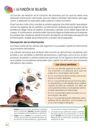 36
1. LA FUNCIÓN DE RELACIÓN
La función de relación es el conjunto de procesos por los que los seres vivos
obtienen información del medio que los rodea y también del interior del orga-
nismo, y elaboran la respuesta adecuada en cada momento.
El ser humano nota cómo cambia su entorno gracias a la información que propor-
cionan los órganos de los sentidos. La información recibida por los órganos de los
sentidos se dirige hacia el cerebro, la procesa y decide cómo debe responder el
cuerpo. A continuación, envía la orden hacia los órganos implicados en la respues-
ta y la ejecutan. Podemos dividir la función de relación en tres fases: percepción de
la información, análisis de la información y emisión de la respuesta.
Percepción de la información
La mayor parte de las células del organismo no pueden captar la información
que proviene del exterior.
Las células nerviosas que realizan esta función se denominan receptores sen-
soriales y son sensibles a distintas sensaciones o estímulos como la luz, la tem-
peratura, la presión o ciertas sustancias químicas. En los órganos de los sentidos
se localizan los receptores sensoriales que captan los estímulos que provienen
del exterior del cuerpo.
1.	 Explica qué es la función de relación y las fases
que la componen. Subraya aquellas palabras
que consideres fundamentales en su definición.
2.	 Coge una flor y anota en tu cuaderno la infor-
mación que nos dan los sentidos del olfato, vis-
ta y el tacto. En esta experiencia, ¿qué sentidos
no nos aportan ninguna información?
3.	 ¿A través de que partes del cuerpo el sentido
del tacto aporta con información? ¿Y el del
gusto? Escribe tres acciones en las que el pro-
tagonista de la información aportada sea el
sentido de la vista.
Actividades
Los cinco sentidos
•	 La vista nos permite apreciar el color, la for-
ma, el tamaño y la distancia de lo que nos
rodea. El ojo es el órgano de la vista.
•	 El oído nos informa de los sonidos que se pro-
ducen a nuestro alrededor.
•	 El tacto nos permite reconocer la forma, textu-
ra, temperatura y más detalles de los objetos
cuando se entra en contacto con ellos, así
como percibir el dolor. Los receptores del tac-
to están repartidos por toda la piel.
•	 El olfato nos permite captar los olores. La nariz
es el órgano del olfato.
•	 El gusto nos permite percibir diferentes carac-
terísticas de los alimentos, como el sabor. La
lengua es el órgano del gusto.
tacto
vista
gusto
olfato
oído
http://goo.gl/RFIlqn
 