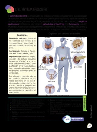 Prohibida
su
reproducción
39
3. El SISTEMA ENDOCRINO
El sistema endocrino es el conjunto de órganos y tejidos del organismo que segregan
un tipo de sustancias llamadas hormonas (mensajeros químicos), que son liberadas
al torrente sanguíneo y regulan algunas de las funciones del cuerpo. Los órganos
endocrinos también se denominan glándulas endocrinas. Las hormonas regulan
muchas funciones en los organismos, incluyendo, entre otras, el estado de ánimo y
el crecimiento. Las principales funciones de los órganos del sistema endocrino son:
Funciones
Desarrollo corporal: Controla
los cambios que llevan a la
madurez física y sexual del in-
dividuo, como la estatura y el
peso.
Homeostasis: Regula el funcio-
namiento interno del organismo.
Reproducción: Estimula la pro-
ducción de células sexuales
femeninas (óvulos) y mascu-
linas (espermatozoides), que
participan en la reproducción
humana. Además, en las muje-
res prepara el cuerpo para el
embarazo.
Por ejemplo, después de la
fecundación mantiene las pa-
redes del útero en las condi-
ciones adecuadas para el de-
sarrollo del bebé, prepara las
glándulas mamarias para que
produzcan leche y propicia el
nacimiento.
testículos
glándulas
suprarenales
hipotálamo
glándula pituitaria
Órganos del sistema endocrino
En las mujeres son los ovarios.
páncreas
tiroides
8.	 Realiza un mural o un mapa mental sobre el
sistema nervioso.
a.	 Del mismo modo, investiga en Internet qué
tipos de hormonas existen en el cuerpo. Ex-
ponlo en clase.
b.	 ¿Qué es la neurona?
c.	 Construyan una neurona con material reci-
clado y mencionen sus partes.
Actividades
5.	 Indica qué parte del sistema nervioso se en-
carga de controlar las siguientes acciones:
•	 Toser y estornudar cuando estamos resfriados.
•	 Ordenar a nuestra mano que coja un lápiz.
•	 Retirar la mano cuando nos pinchamos.
•	 Respirar mientras dormimos.
6.	 Realiza un esquema de las partes del sistema
nervioso.
7.	 Explica las funciones que realiza el sistema en-
docrino. Del cuaderno de
actividades
p. 23
Imágenes
tomadas
de
Edebé.
Naturales
7.
Colección
Talentia.
 