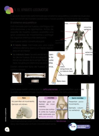 Prohibida
su
reproducción
40
4. EL APARATO LOCOMOTOR
El aparato locomotor está formado por el sistema esquelético y el sistema muscular,
que funcionan de manera coordinada y hacen posible el movimiento del cuerpo.
fijas
No permiten el movimiento.
Ejemplo: el cráneo.
móviles Semi móviles
El sistema esquelético
Está formado por los huesos, cartílagos, las
articulaciones y los ligamentos. Actúa de
soporte de nuestro cuerpo, posibilita una
gran variedad de movimientos y protege
los órganos internos más delicados.
Los huesos están constituidos por:
•	El tejido óseo: Formado por una capa
externa densa y dura y un tejido espon-
joso en el interior.
•	La médula ósea: Se encuentra en el cen-
tro de los huesos. Es la encargada de fa-
bricar las células de la sangre: los glóbulos
rojos, los glóbulos blancos y las plaquetas.
Existen diferentes tipos de huesos: planos,
cortos y largos.
Los huesos están unidos por las articulaciones, que posibilitan que el es-
queleto se pueda mover. Existen diferentes tipos de articulaciones:
Los músculos se unen a los huesos mediante tendones. De este modo, los hue-
sos y los músculos actúan coordinadamente.
cráneo
columna
vertebral
hueso plano
hueso largo
hueso corto
vasos
sanguíneos de
la médula ósea
tejido óseo
médula ósea
extremidades
superiores
tórax
extremidades
inferiores
Presentan poco
movimiento.
Ejemplo: colum-
na vertebral.
Permiten gran va-
riedad de movi-
mientos.
La zona de contac-
to entre los huesos
está lubricada por
el líquido sinovial.
Del cuaderno de
actividades
p. 23
Imágenes
tomadas
de
Edebé.
Naturales
7.
Colección
Talentia.
 