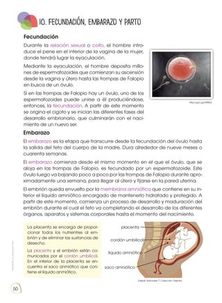 Prohibida
su
reproducción
50
10. Fecundación, embarazo y parto
Fecundación
Durante la relación sexual o coito, el hombre intro-
duce el pene en el interior de la vagina de la mujer,
donde tendrá lugar la eyaculación.
Mediante la eyaculación, el hombre deposita millo-
nes de espermatozoides que comienzan su ascensión
desde la vagina y útero hasta las trompas de Falopio
en busca de un óvulo.
Si en las trompas de Falopio hay un óvulo, uno de los
espermatozoides puede unirse a él produciéndose,
entonces, la fecundación. A partir de este momento
se origina el cigoto y se inician las diferentes fases del
desarrollo embrionario, que culminarán con el naci-
miento de un nuevo ser.
Embarazo
El embarazo es la etapa que transcurre desde la fecundación del óvulo hasta
la salida del feto del cuerpo de la madre. Dura alrededor de nueve meses o
cuarenta semanas.
El embarazo comienza desde el mismo momento en el que el óvulo, que se
aloja en las trompas de Falopio, es fecundado por un espermatozoide. Este
óvulo luego va bajando poco a poco por las trompas de Falopio durante apro-
ximadamente una semana, para llegar al útero y fijarse en la pared uterina.
El embrión queda envuelto por la membrana amniótica que contiene en su in-
terior el líquido amniótico encargado de mantenerlo hidratado y protegido. A
partir de este momento, comienza un proceso de desarrollo y maduración del
embrión durante el cual el feto va completando el desarrollo de los diferentes
órganos, aparatos y sistemas corporales hasta el momento del nacimiento.
cordón umbilical
placenta
saco amniótico
La placenta se encarga de propor-
cionar todos los nutrientres al em-
brión y de eliminar las sustancias de
desecho.
La placenta y el embrión están co-
municados por el cordón umbilical.
En el interior de la placenta se en-
cuentra el saco anmiótico que con-
tiene el líquido anmiótico.
líquido amniótico
Edebé. Naturales 7. Colección Talentia.
http://goo.gl/UMtEjV
 