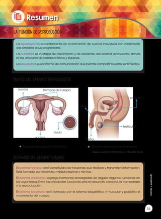 Prohibida
su
reproducción
53
La reproducción se fundamenta en la formación de nuevos individuos con característi-
cas similares a sus progenitores.
La pubertad es la etapa de crecimiento y de desarrollo del sistema reproductor, donde
se da una serie de cambios físicos y síquicos.
La sexualidad es una forma de comunicación que permite compartir nuestros sentimientos.
El sistema nervioso está constituido por neuronas que reciben y transmiten información.
Está formado por encéfalo, médula espinal y nervios.
El sistema endócrino segrega hormonas encargadas de regular algunas funciones en
los organismos. Entre las principales funciones está el desarrollo corporal, la homeostasis
y la reproducción.
El sistema locomotor está formado por el sistema esquelético y muscular y posibilita el
movimiento del cuerpo.
Resumen
Partes del APARATO REPRODUCTOR
Sistemas del cuerpo humano
ovarios trompas de Falopio
vagina
óvulo
pene
uretra
próstata
testículos
La función de reproducción
Aparato reproductor femenino Aparato reproductor masculino
Imágenes tomadas de Edebé. Naturales 7. Colección Talentia.
 