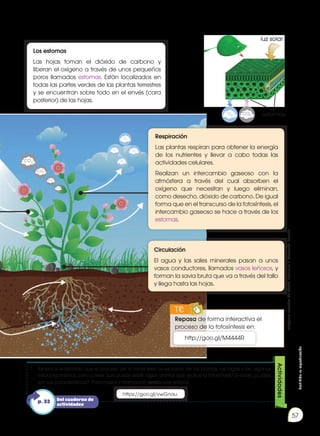 Prohibida
su
reproducción
57
Los estomas
Las hojas toman el dióxido de carbono y
liberan el oxígeno a través de unos pequeños
poros llamados estomas. Están localizados en
todas las partes verdes de las plantas terrestres
y se encuentran sobre todo en el envés (cara
posterior) de las hojas.
1.	 Tenemos entendido que el proceso de la fotosíntesis es exclusivo de las plantas, las algas y de algunos
microorganismos, pero ¿crees que puede existir algún animal que realice la fotosíntesis? Si existe, ¿cuáles
son sus características? Para mayor imformación revisa este enlace.
https://goo.gl/vwGnau
Actividades
luz solar
estomas
Repasa de forma interactiva el
proceso de la fotosíntesis en:
TIC
E
N
G
R
UPO
Y
T
A
M
B
IÉN
T
I
C
S
R
E
C
O
R
T
A
BLES
C
A
L
C
U
L
A
DORA
http://goo.gl/M4444R
Circulación
El agua y las sales minerales pasan a unos
vasos conductores, llamados vasos leñosos, y
forman la savia bruta que va a través del tallo
y llega hasta las hojas.
Respiración
Las plantas respiran para obtener la energía
de los nutrientes y llevar a cabo todas las
actividades celulares.
Realizan un intercambio gaseoso con la
atmósfera a través del cual absorben el
oxígeno que necesitan y luego eliminan,
como desecho, dióxido de carbono. De igual
forma que en el transcurso de la fotosíntesis, el
intercambio gaseoso se hace a través de los
estomas.
O2
O2
O2 O2
O2
CO2
CO2
CO2
CO2
CO2
Del cuaderno de
actividades
p. 32
Imágenes
tomadas
de
Edebé.
Naturales
7.
Colección
Talentia.
 