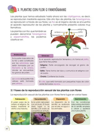 Prohibida
su
reproducción
60
3. PLANTAS CON FLOR o fanerógamas
3.1 Fases de la reproducción sexual de las plantas con flores
La reproducción sexual de las plantas con flores tiene lugar en varias fases:
Las plantas con flor, que también se
pueden denominar fanerógamas
y espermatofitas, las podemos
clasificar en:
antera
estigma
estilo
ovario
filamento
corola
}
cáliz
}
Es la parte masculina de
la flor y está constituida
por los estambres, que
están formados por un
filamento y la antera,
donde se encuentran
los granos de polen.
Es el aparato reproductor femenino y lo forma el pistilo,
que tiene tres partes:
•Estigma: Parte encargada de recoger el grano de
polen.
•Estilo: Tiene forma de tubo y comunica el estigma con
el ovario.
•Ovario: Contiene los óvulos.
El cáliz, que está formado por pequeñas hojas de color
verde llamadas sépalos.
La corola es la parte más
vistosa; está formada
por pétalos.
Androceso
Gineceo
Polinización
El polen pasa de la
antera al estigma. Se
realiza mediante el
viento o los insectos.
Fecundación
Es la unión del polen
con el óvulo. El óvulo
dará lugar a la
semilla y el ovario se
convertirá en el fruto.
Dispersión
La dispersión de la
semilla es realizada
por el aire, el agua o
los animales.
Germinación
Con las condiciones
adecuadas,elembrión
de la semilla empieza
a crecer y aparece
una nueva planta.
Las plantas que hemos estudiado hasta ahora son las criptógamas, es decir,
se reproducían mediante esporas. Este otro tipo de plantas, las fanerógamas,
se reproducen a través de sus flores. La flor es el órgano donde se encuentra
el aparato reproductor de las plantas y normalmente presenta colores muy
llamativos.
 
